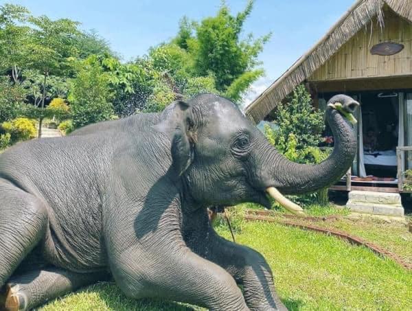 3 Pok Maewang Jinxiang Gold Elephant Park 湄旺 外观 照片