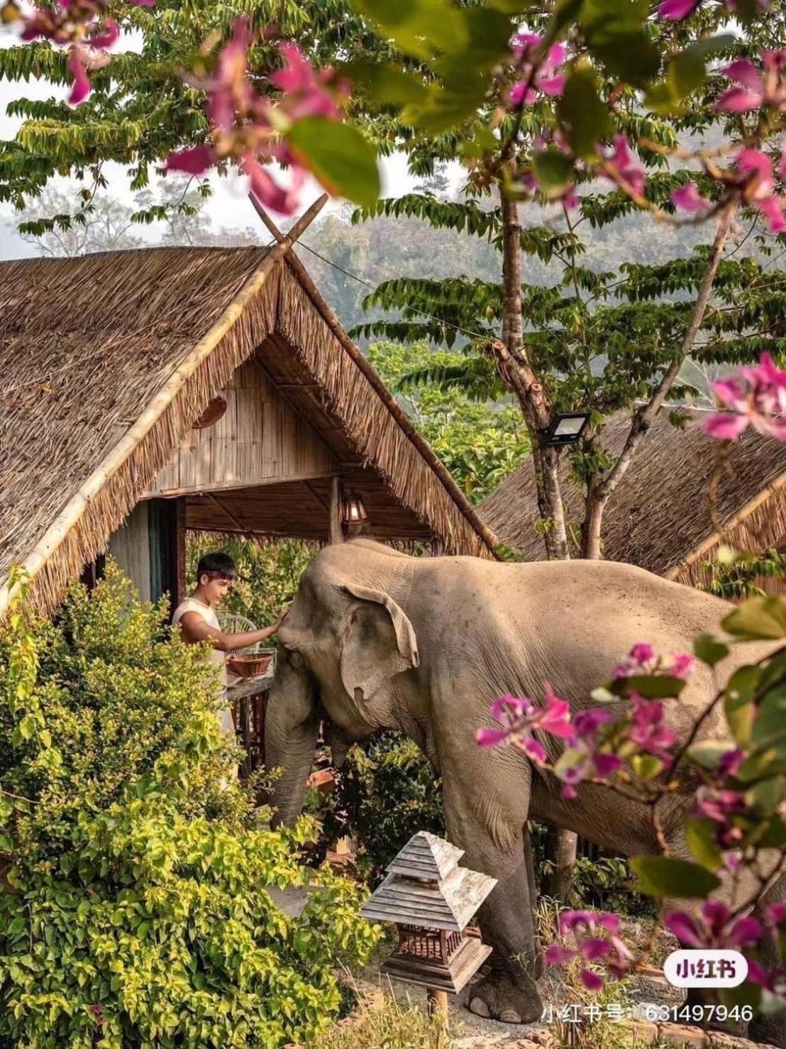 3 Pok Maewang Jinxiang Gold Elephant Park 湄旺 外观 照片